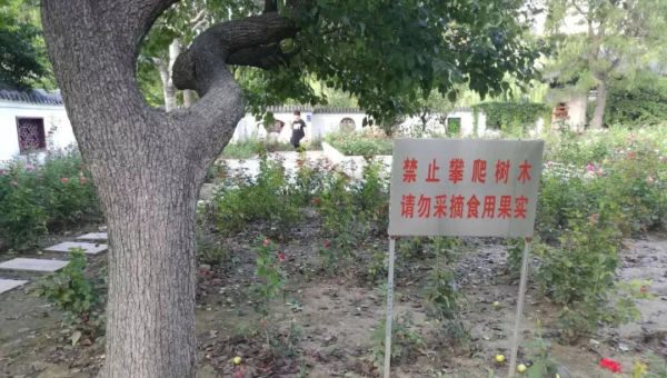 院子里种植桃树的风水意义小淇云库-创业网-网赚副业-网创副业-项目拆解-技术类创业资源网-副业网-免费资源下载小淇云库
