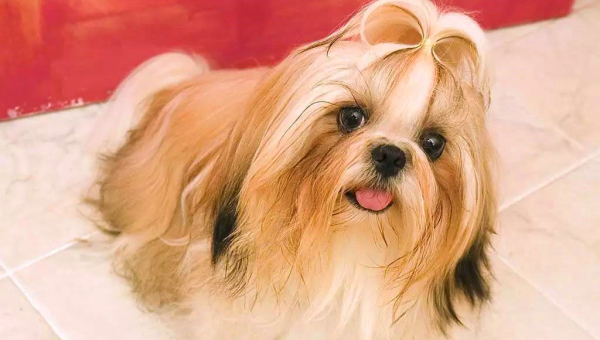 水瓶座适合饲养的宠物西施犬毛色小淇云库-创业网-网赚副业-网创副业-项目拆解-技术类创业资源网-副业网-免费资源下载小淇云库